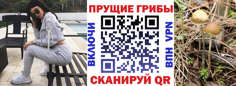 Псилоцибиновые грибы Psilocybe  дарнет шоп  Елец 